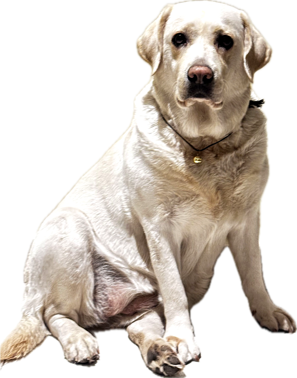 Roxy — a cream Labrador sitting and looking straight at the camera